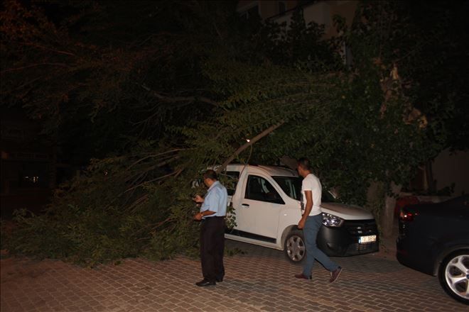 Ilıca Sokakta Kırılan Ağaç Dalı Yola Devrildi