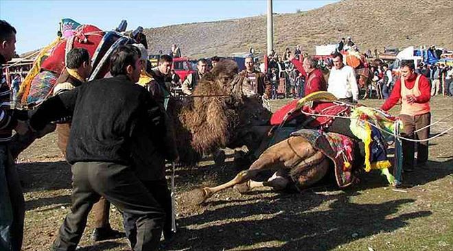 Deve Güreşi Severler Pazar Günü Ayvacık´a