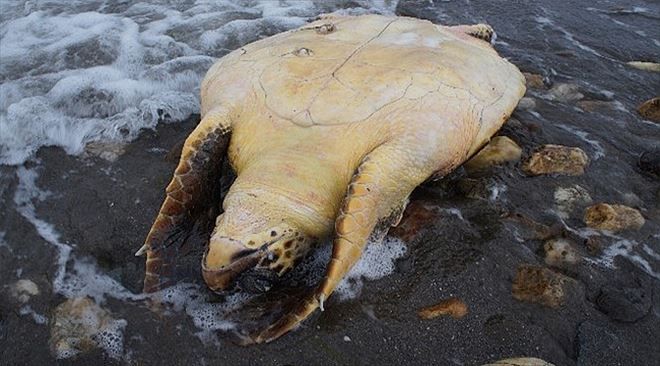 Çardak Kum Adasında Ölü Caretta Caretta Bulundu