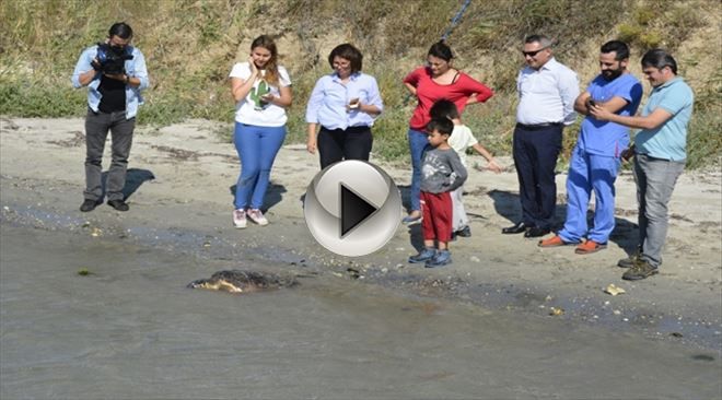 Deniz Kaplumbağaları Denize Geri Gönderildi