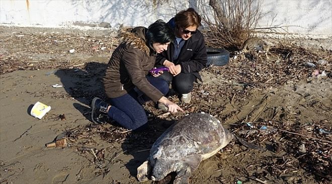 Çanakkale´de Ölü Caretta Caretta Sahile Vurdu