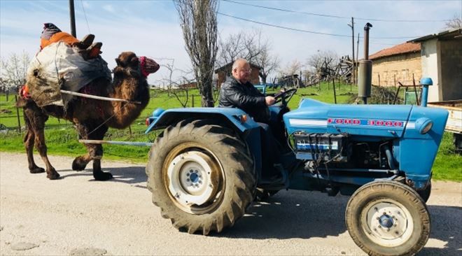 Develerini Traktörüyle Güreşlere Hazırlıyor