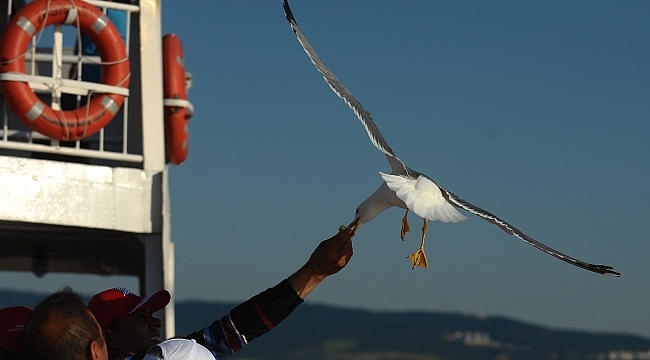 Çanakkale'nin İnsan Dostu Martıları