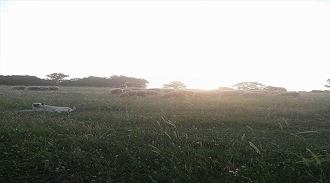 Biga'da meradan koyunlar çalındı