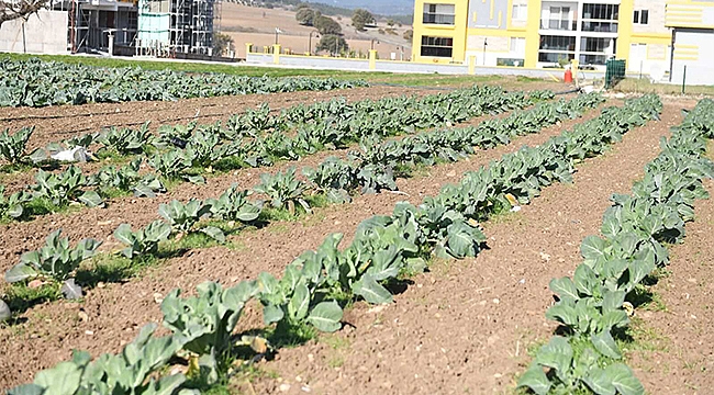 ÇANAKKALE BELEDİYESİ İYİ TARIM UYGULAMALARINA DEVAM EDİYOR