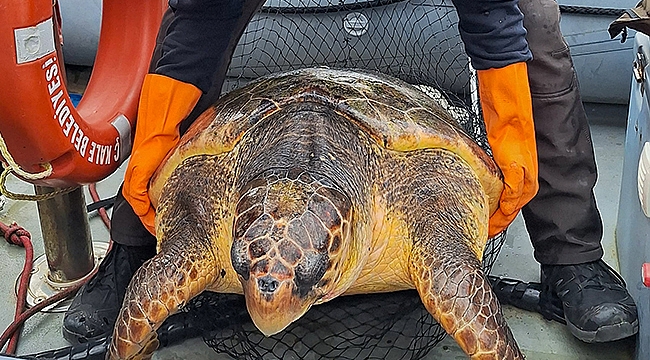 CARETTA CARETTA, ÇANAKKALE BELEDİYESİ EKİPLERİ TARAFINDAN KURTARILDI